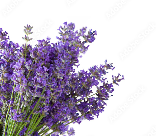 Lavender blossoms isolated on white background