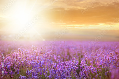 Sunset over a lavender field. © Kotkoa