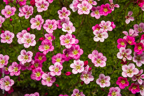 pink saxifrage © Natalya Osipova