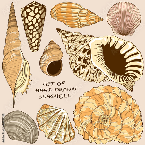 Set of isolated seashell icons