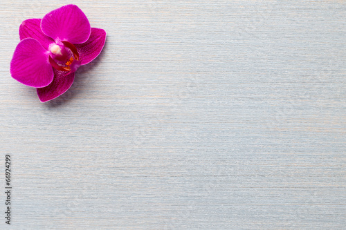 Fototapeta Naklejka Na Ścianę i Meble -  Orchid background.