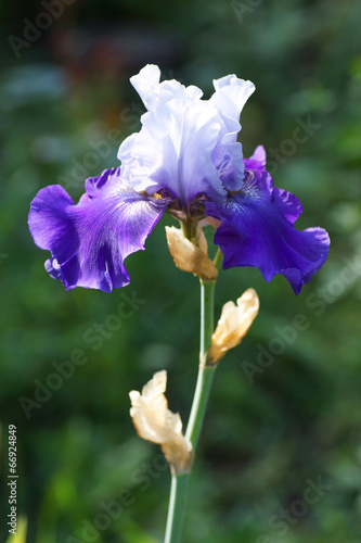 Blue iris flower in the garden.