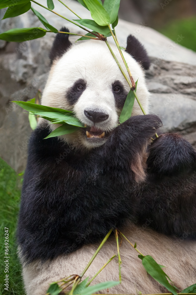 Naklejka premium Panda frisst Bambus