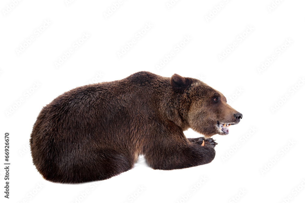 Fototapeta premium Brown bear, Ursus arctos