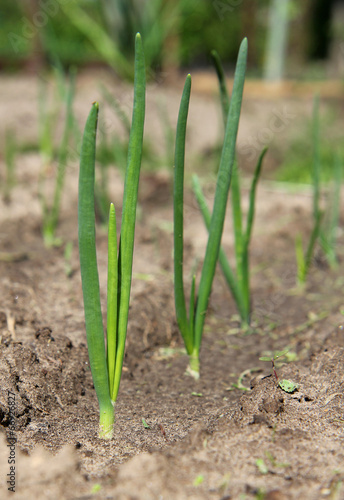 close-up of the onion plantation