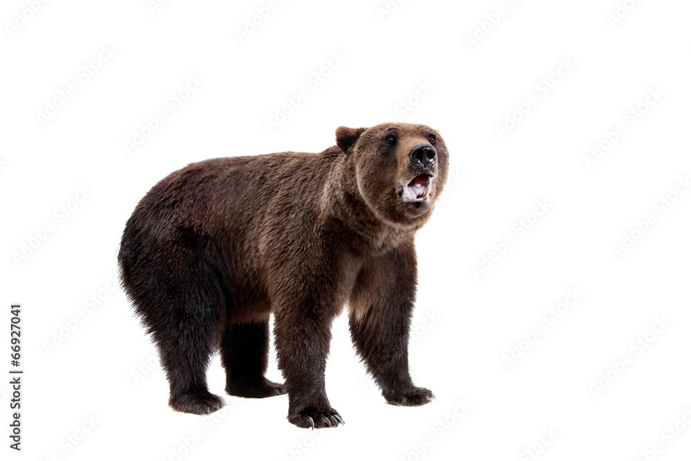 Fototapeta premium Brown bear, Ursus arctos