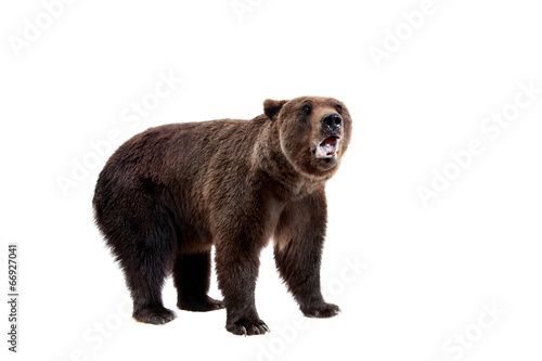 Brown bear, Ursus arctos