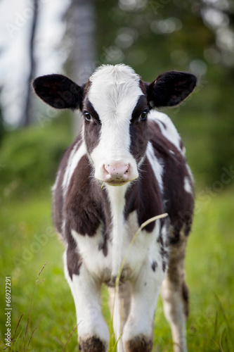Newborn calf on green grass © Farinoza