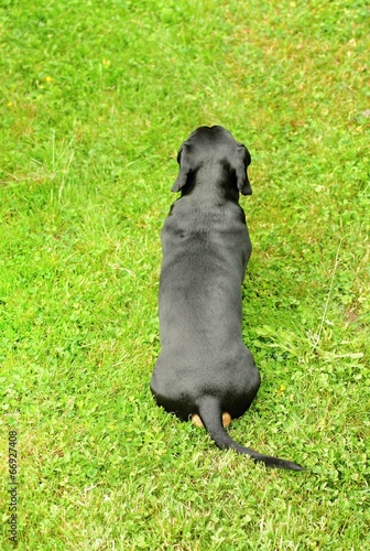 A small black dachshund