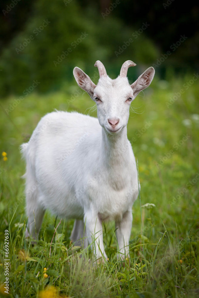 Cute young white goat