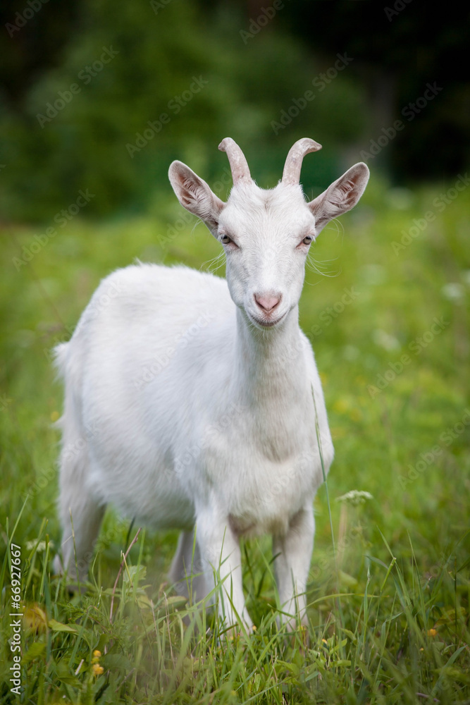 Cute young white goat