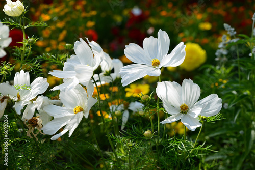 Maguerite floral photo