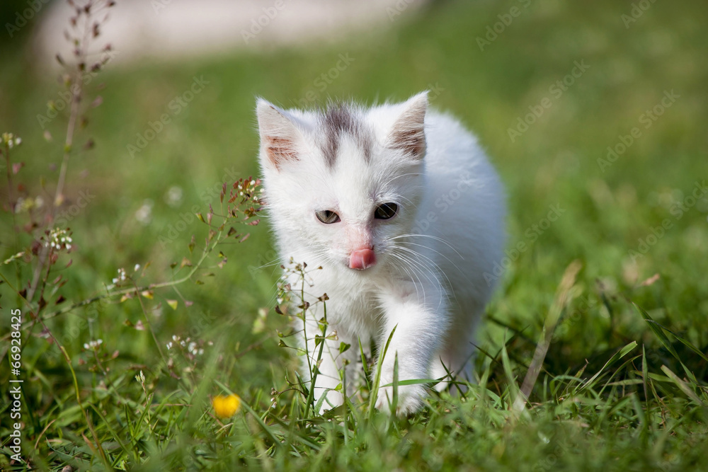 Cute white kitten