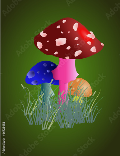 грибы