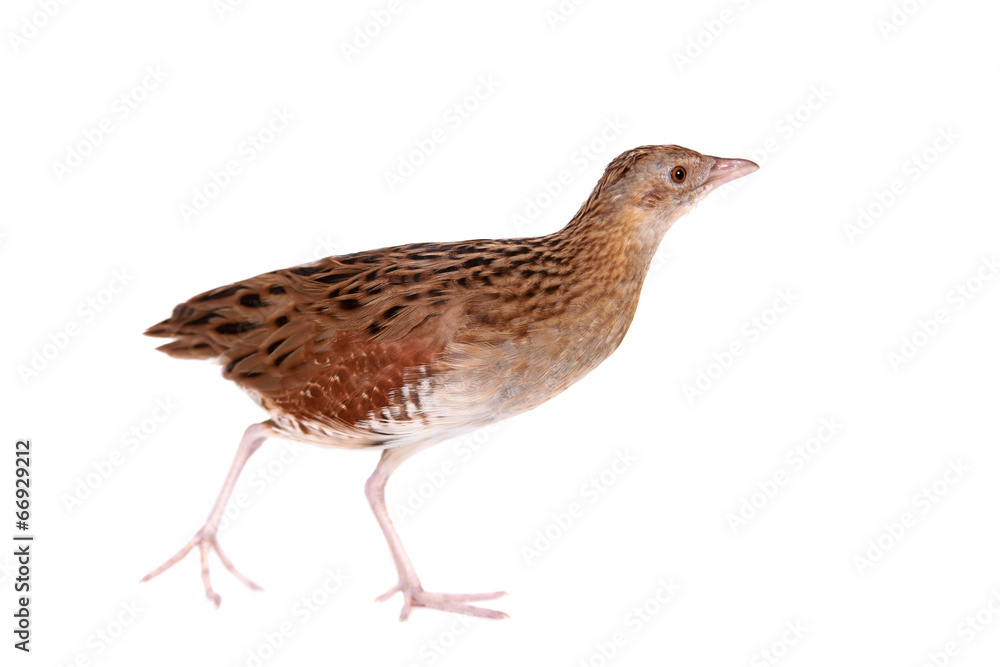 Corncrake or Landrail, Crex crex, on white Corncrake or Landrail, Crex crex, on white