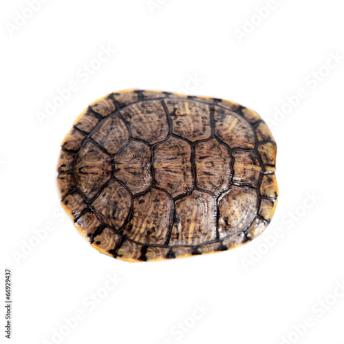 Freshwater red-eared turtle on white