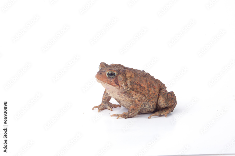 Fototapeta premium Toad