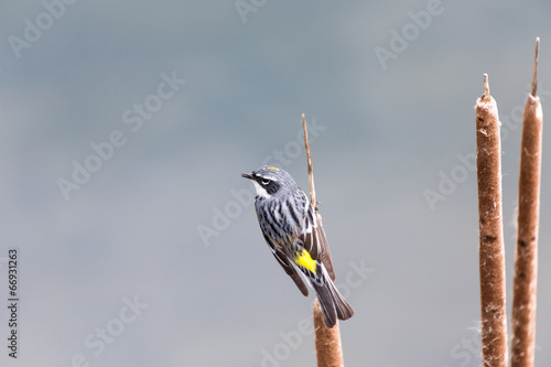 Yellow-rumped Warbler photo