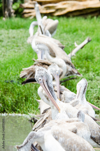 Painted Stork  Mycteria leucocephala 