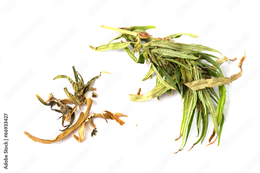 Fototapeta premium cannabis leaf