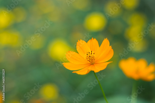 花の撮影 © Quro