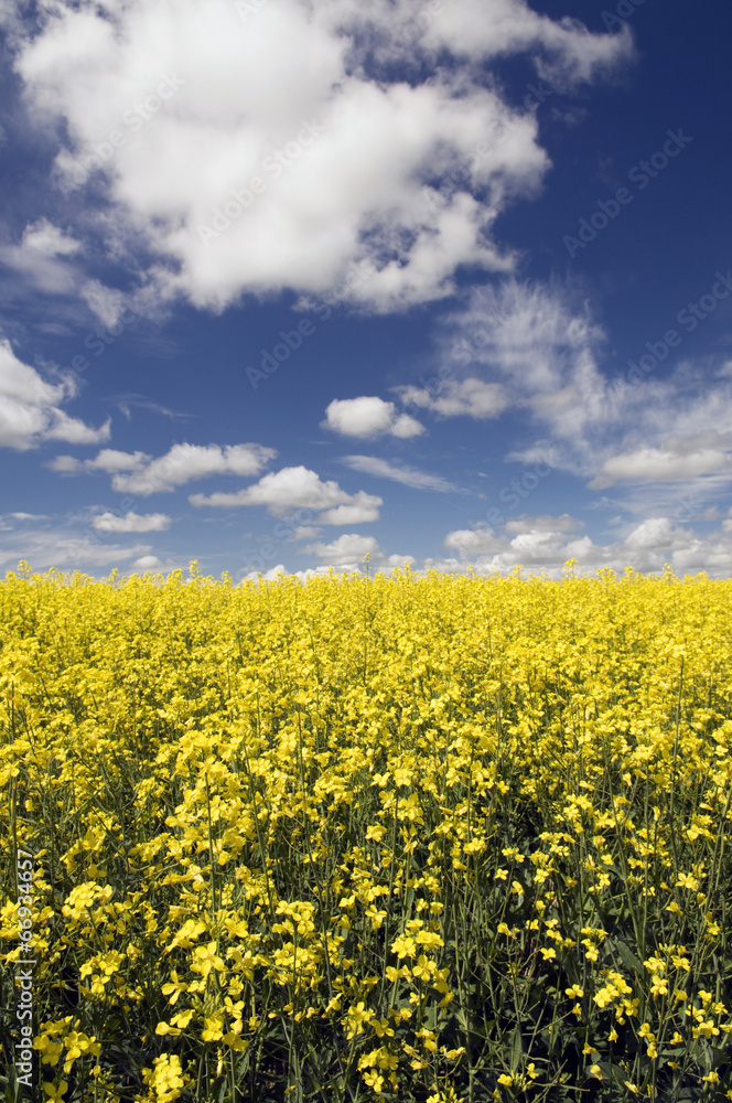 Obraz premium Canola Field