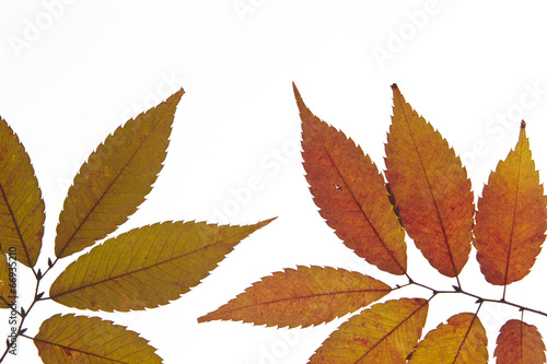 Autumn maple leaf