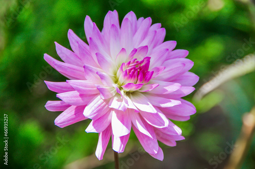 Blossom flower