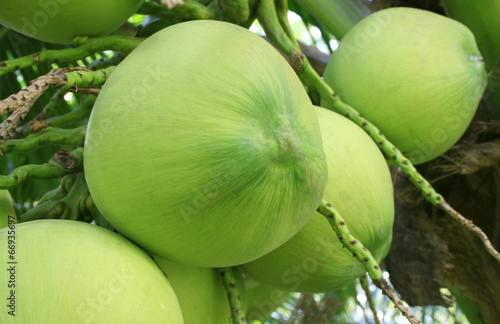 Close Up a Bunch of Green Coconut at Tree
