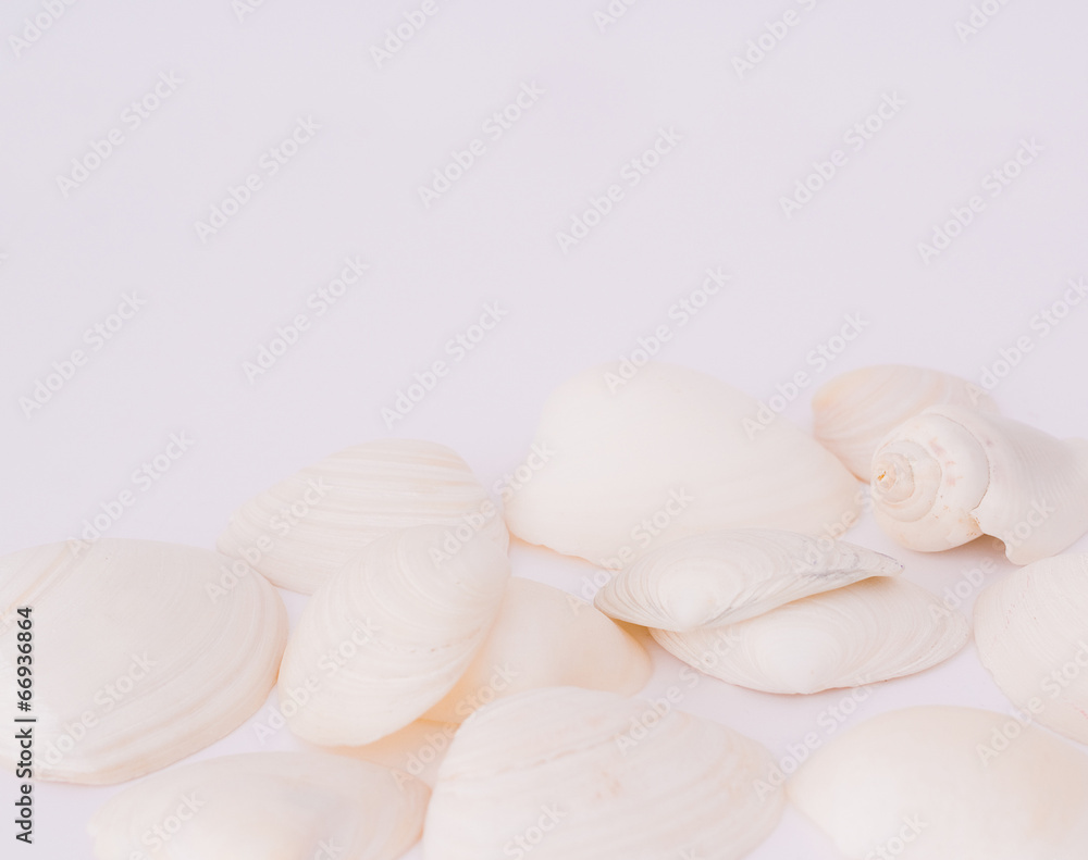 seashells seashells