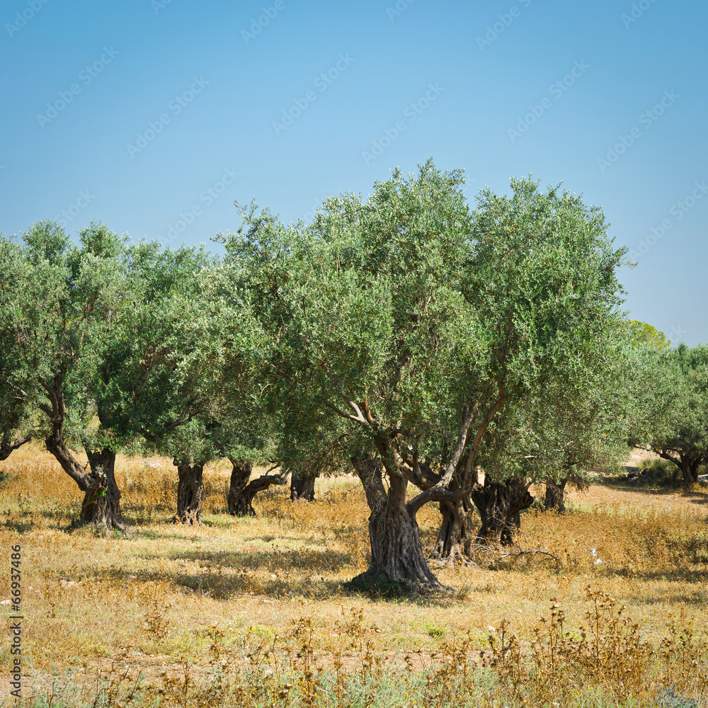 Naklejka premium Olive Grove