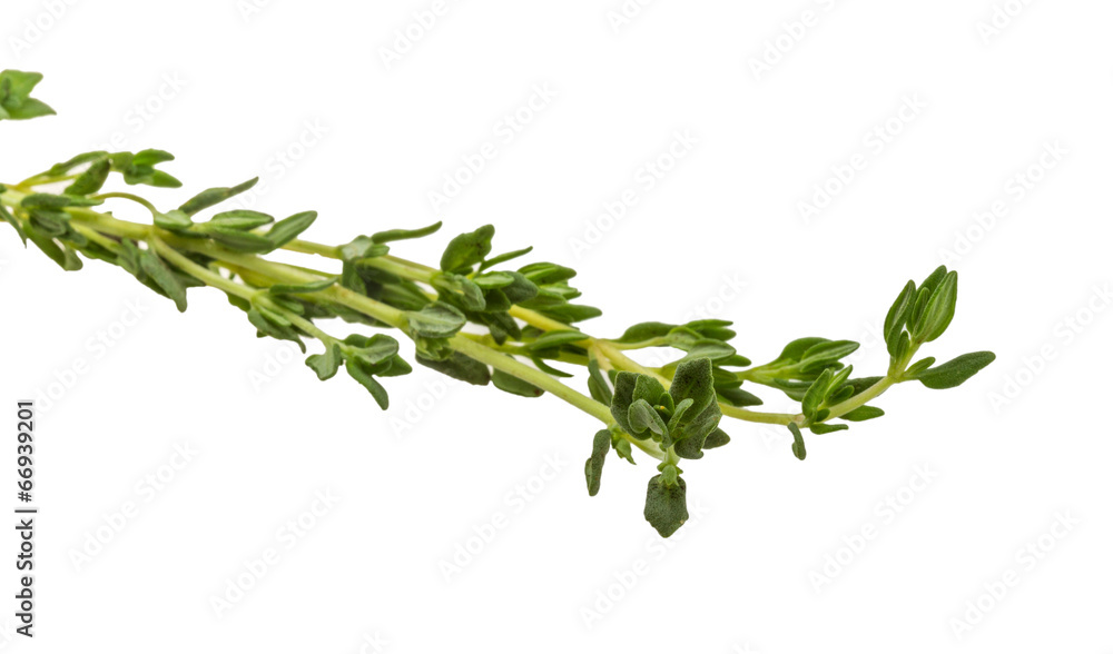 Thyme branch Thyme branch