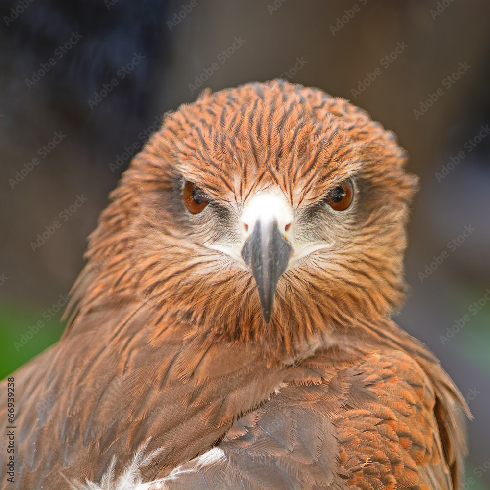 Naklejka premium Black Kite
