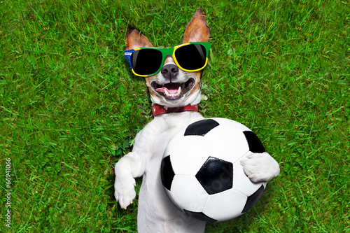 funny brazil  soccer dog © Javier brosch