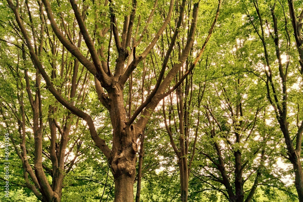 Fototapeta premium Tree in the park