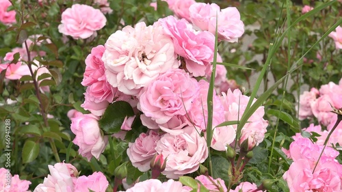 Wallpaper Mural blooming roses Torontodigital.ca