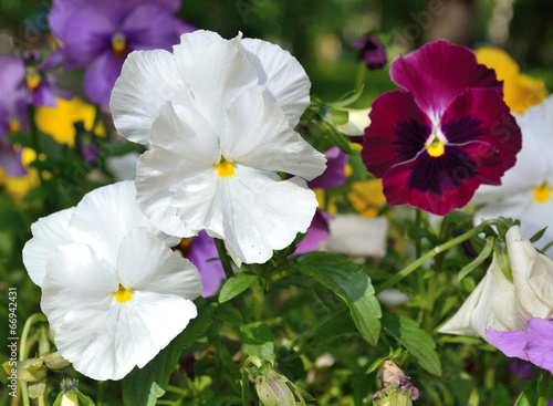 pansy flowers