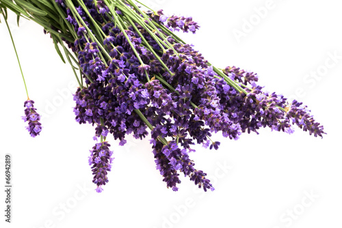 Lavender flowers on the white background