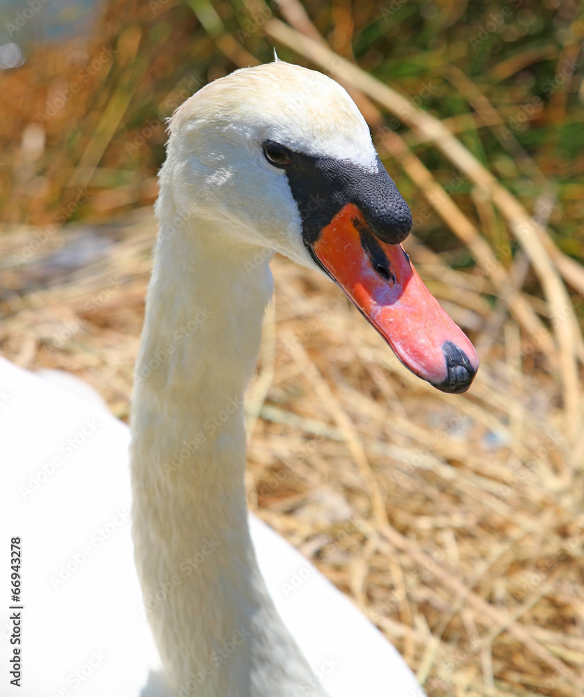 Obraz premium elegant Swan female with very long necks and beaks