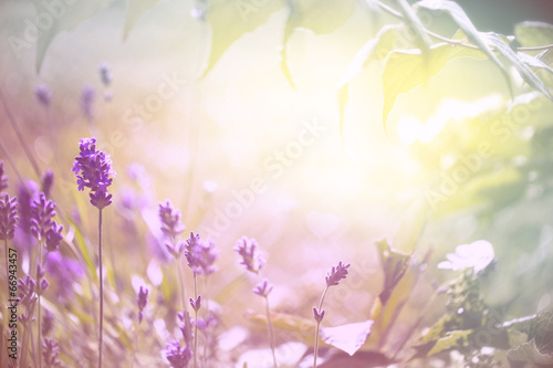 Duftender Lavendel © Floydine