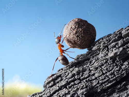 red ant rolls stone uphill