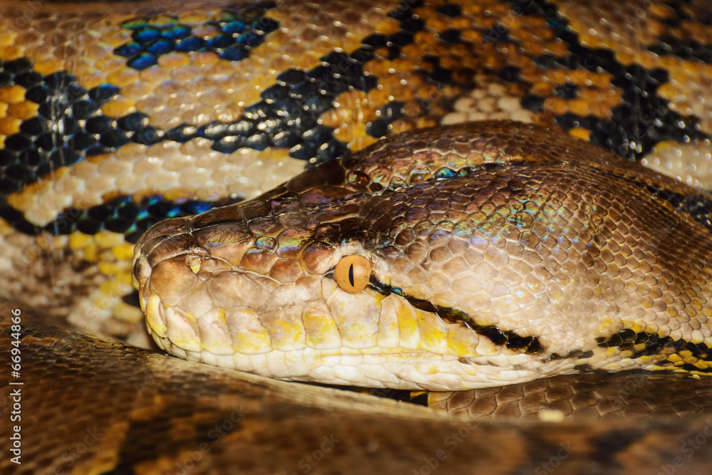 Obraz premium Python