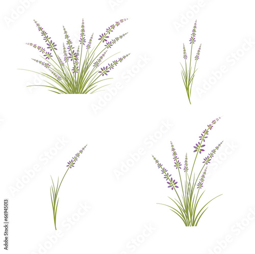 Fototapeta Naklejka Na Ścianę i Meble -  Lavender Flower Set