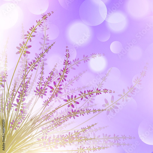 Fototapeta Naklejka Na Ścianę i Meble -  Lavender Flower