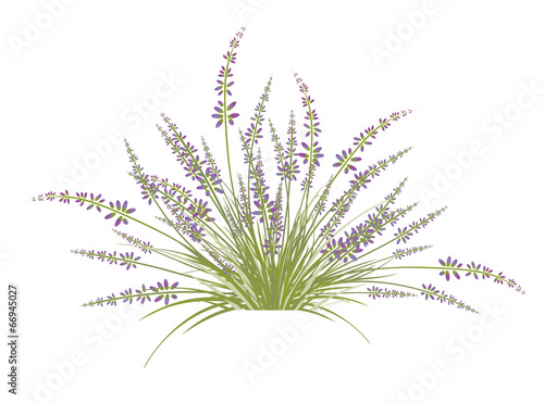 Fototapeta Naklejka Na Ścianę i Meble -  Lavender Flower Bush