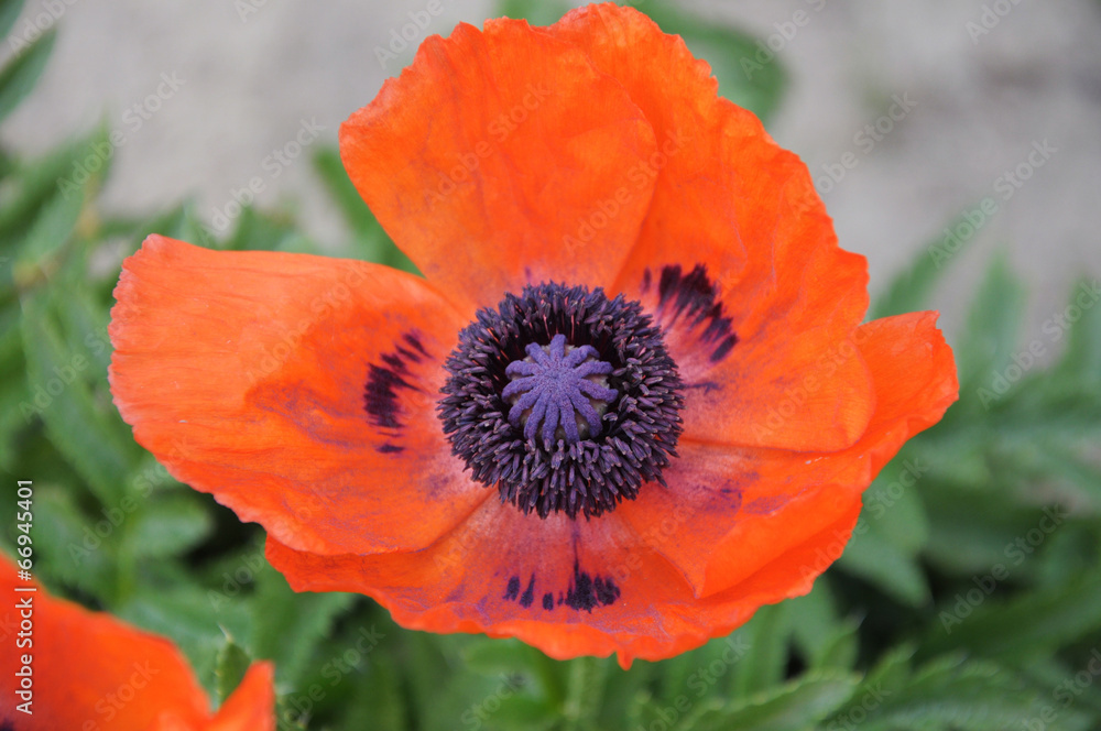 Papaver orientale red flower Papaver orientale red flower