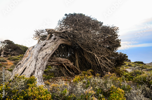 Gnarled Juniper Tree Shaped By The Wind photo