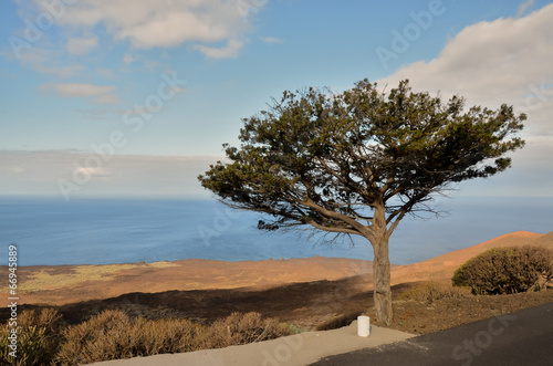 Gnarled Juniper Tree Shaped By The Wind photo