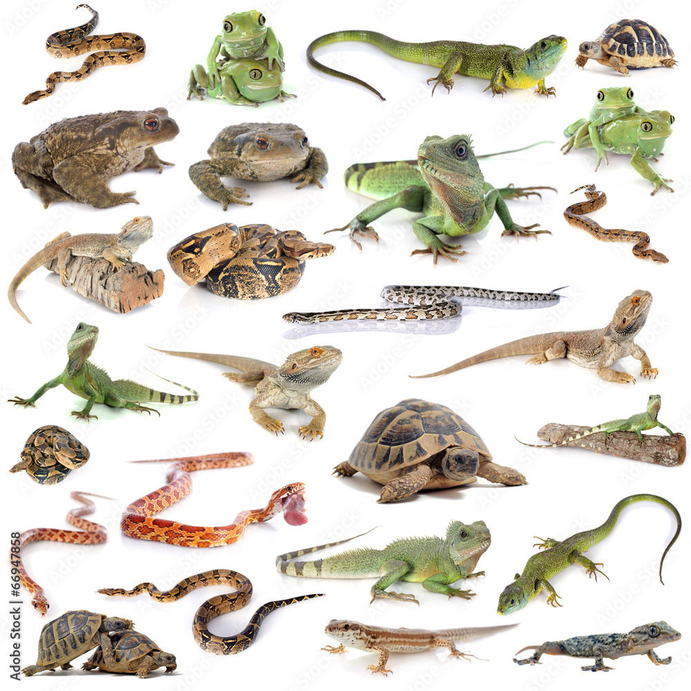 Obraz premium reptile and amphibian