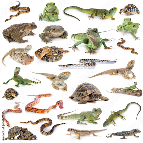Canvas Print reptile and amphibian